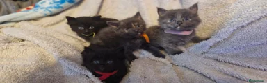 Mixed Breed 3