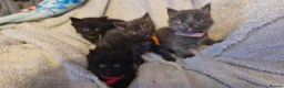Mixed Breed cats for sale: 4 beautiful kittens for sale in Brighton - Advert 15