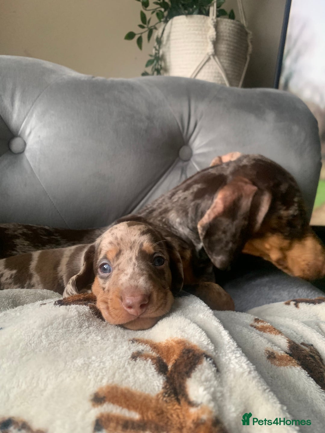 Dachshund dogs for sale: Standard dachshund puppies - Advert 12