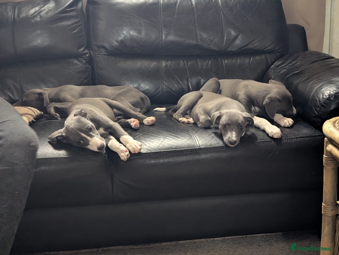 Whippet dogs for sale: 🥰Beautiful blue and white whippet puppies 🥰 - Image 7