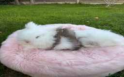 Lionhead rabbits for sale: BEAUTIFUL DOUBLE MANED LIONHEAD RABBITS FOR SALE  - Image 1