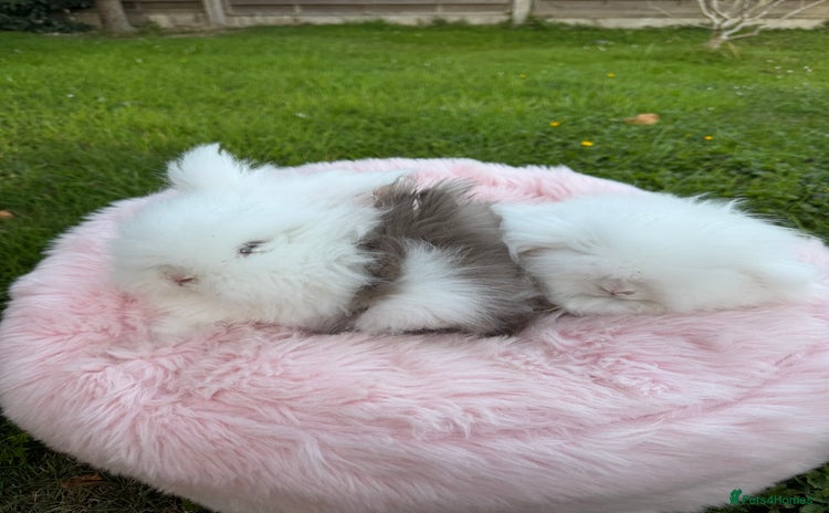 Lionhead rabbits - Advert 4