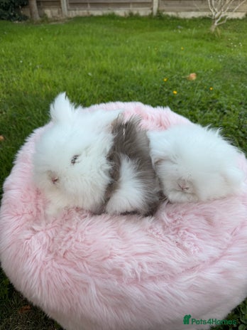 Lionhead rabbits - Advert 6