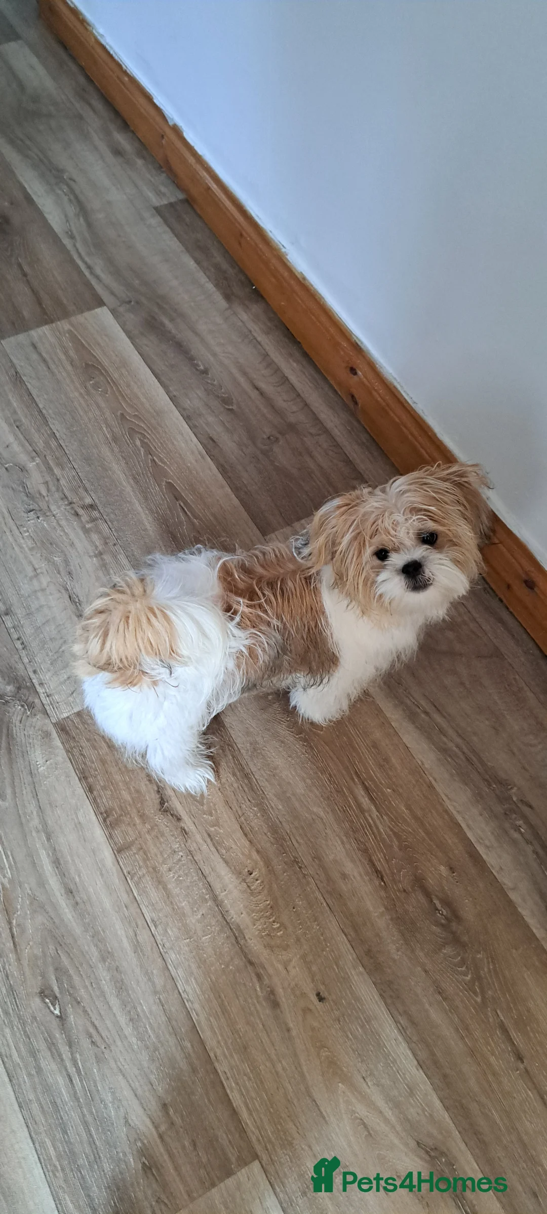 Shih Tzu dogs for sale: Shayla female - Advert 1