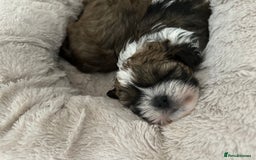 Shihpoo dogs for sale: Adorable Shihpoo Puppies - Image 14