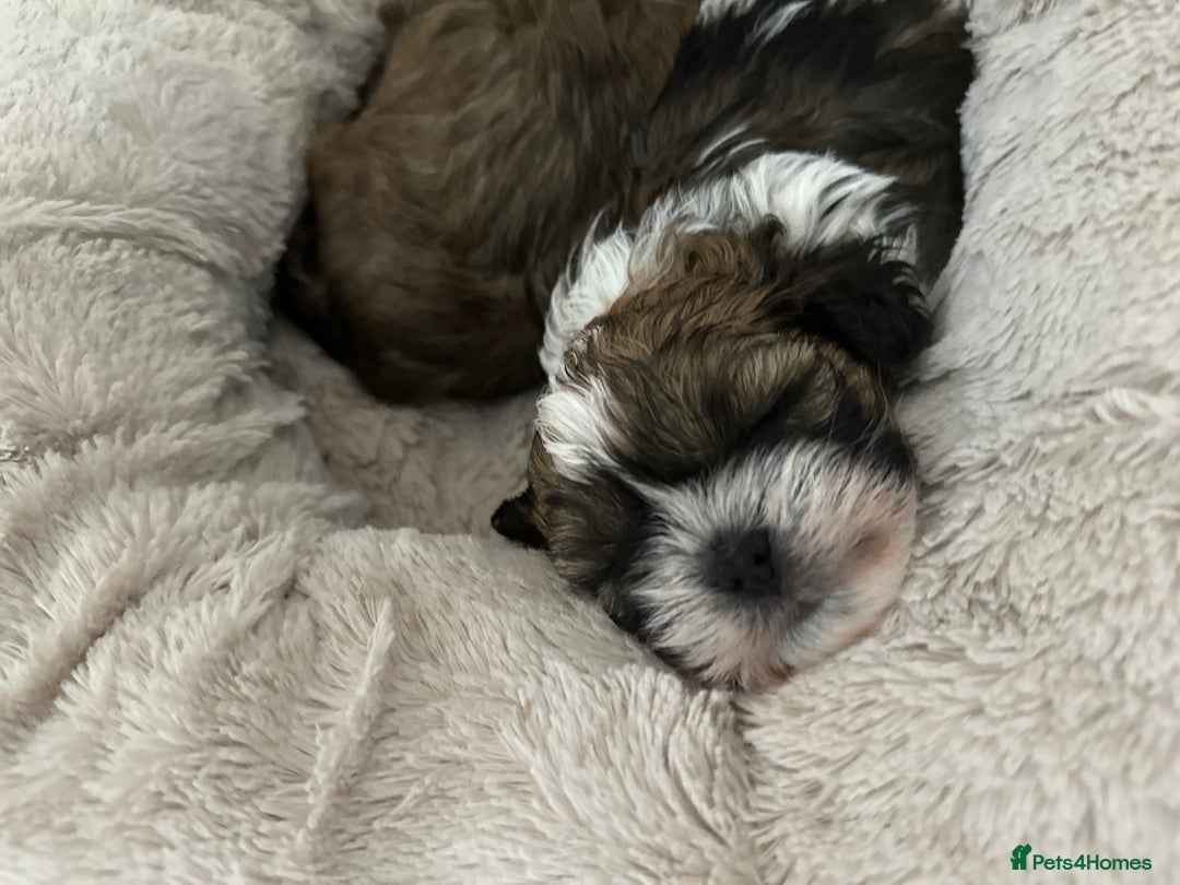 Shihpoo dogs for sale: Adorable Shihpoo Puppies - Image 14