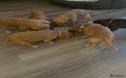 Cocker Spaniel dogs for sale: Perfect working cocker spaniel puppies  - Image 15