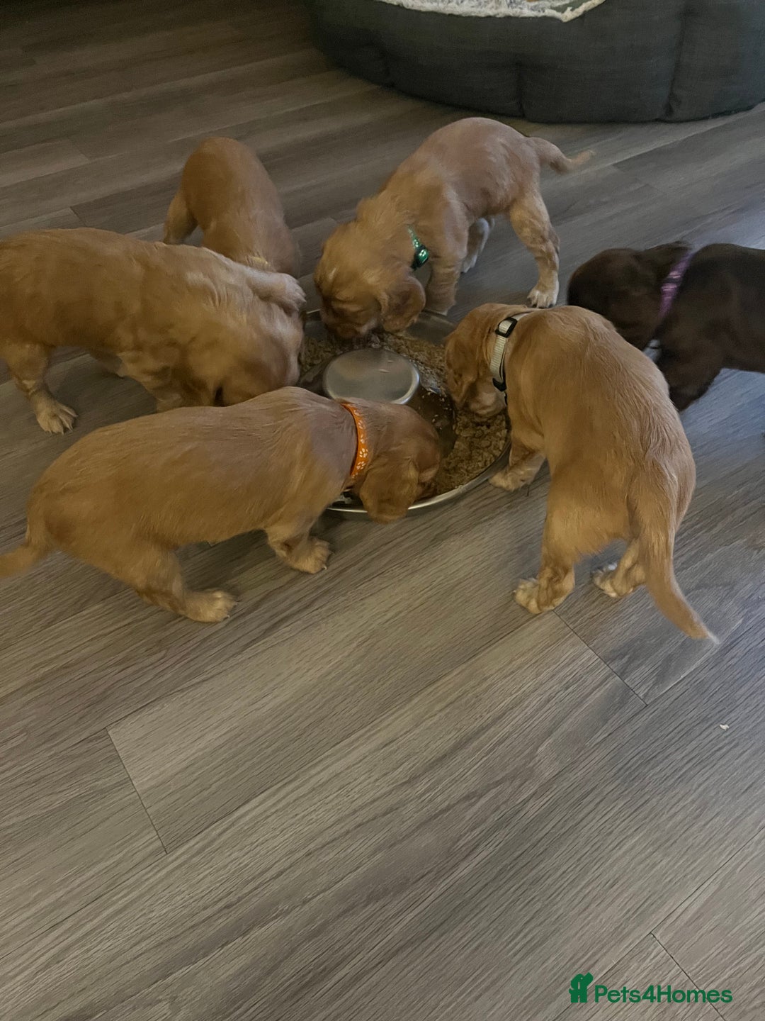Cocker Spaniel dogs for sale: Perfect working cocker spaniel puppies  - Image 15