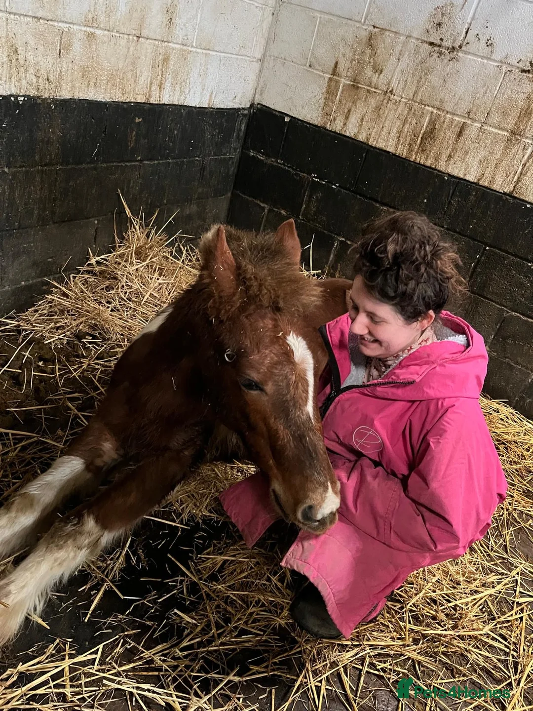 Welsh Section B horses for sale: Calcipher rising 2 year old, 12hh to make 13’2 in Oswestry - Advert 2