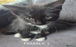 Mixed Breed cats for sale: Mixed breed kittens - Image 10