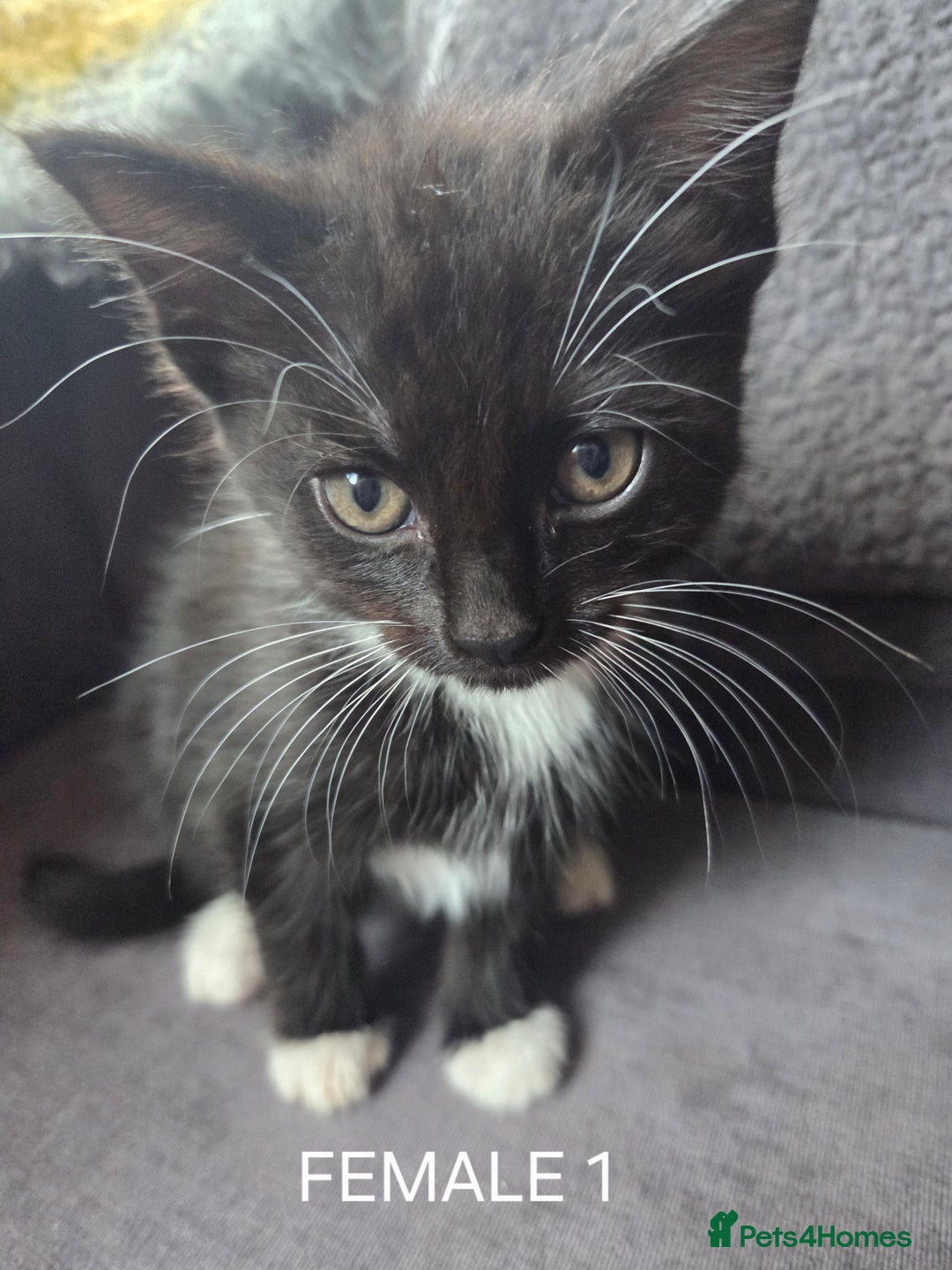Mixed Breed cats for sale: Mixed breed kittens - Image 10