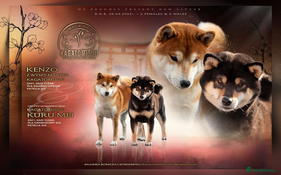 Japanese Shiba Inu dogs Quality Japanese akita inu - Advert 1