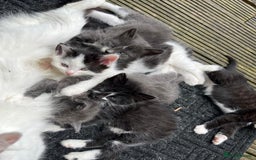 Mixed Breed cats for sale: Lovely Kitten for sale only 50£  - Image 22