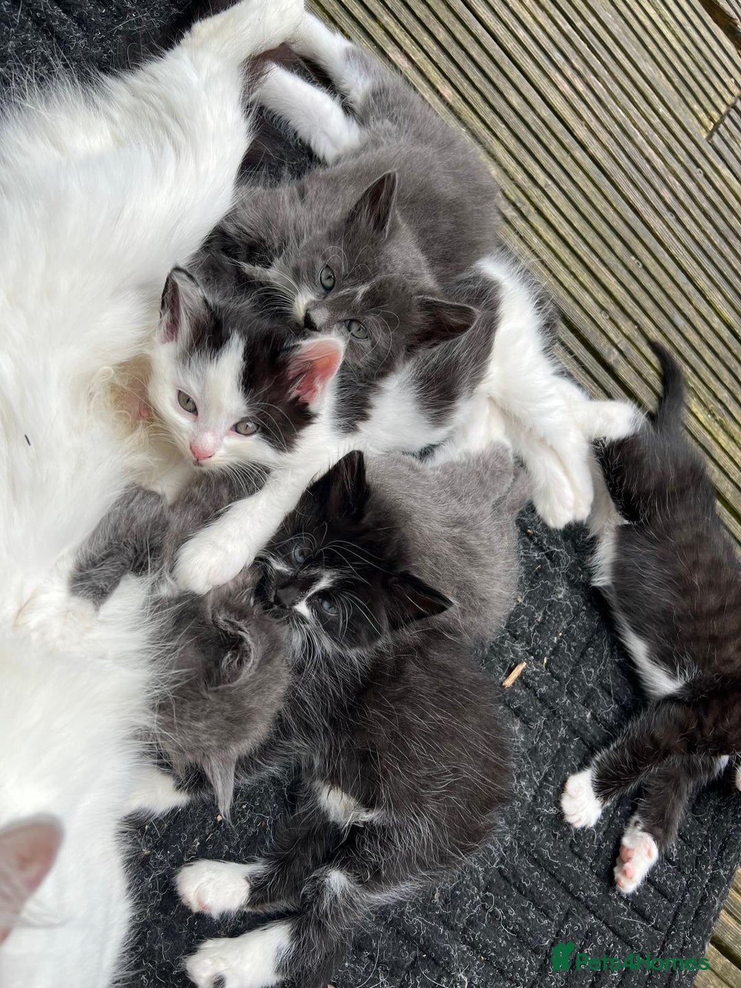 Mixed Breed cats for sale: Lovely Kitten for sale only 50£  - Image 22