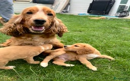 Cocker Spaniel dogs for sale: Stunning Litter KC Reg Show Cocker Spaniel Puppies - Image 6
