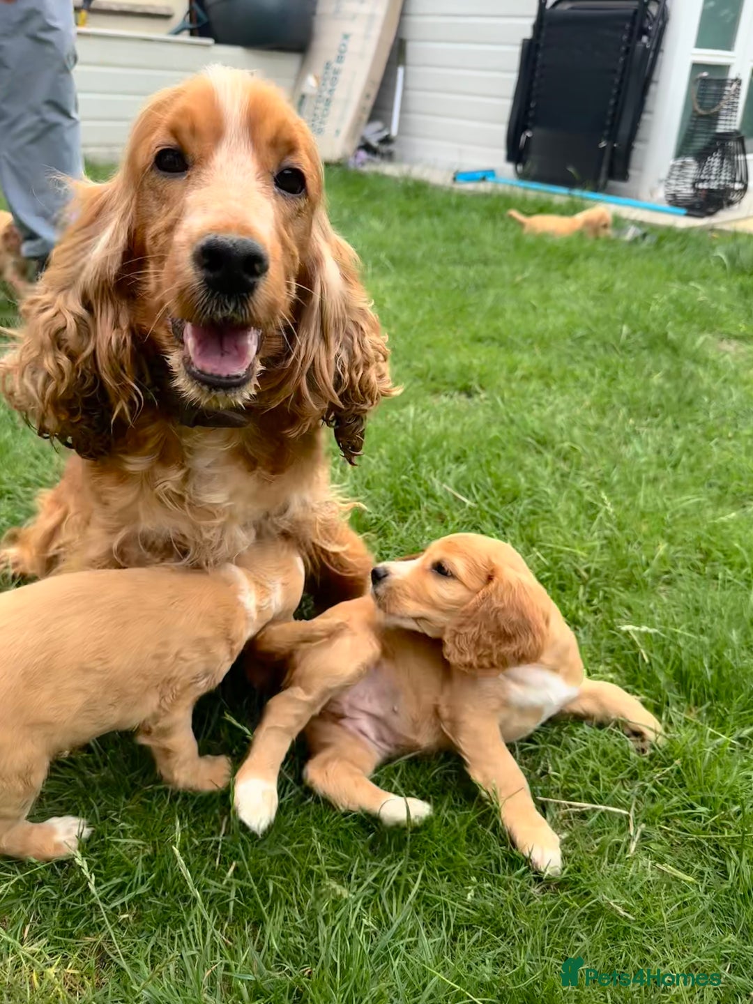Cocker Spaniel dogs for sale: Stunning Litter KC Reg Show Cocker Spaniel Puppies - Image 6