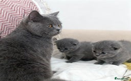 Russian Blue cats for sale: British Shorthair X Russian Blue Kittens🐾🩵 - Image 4