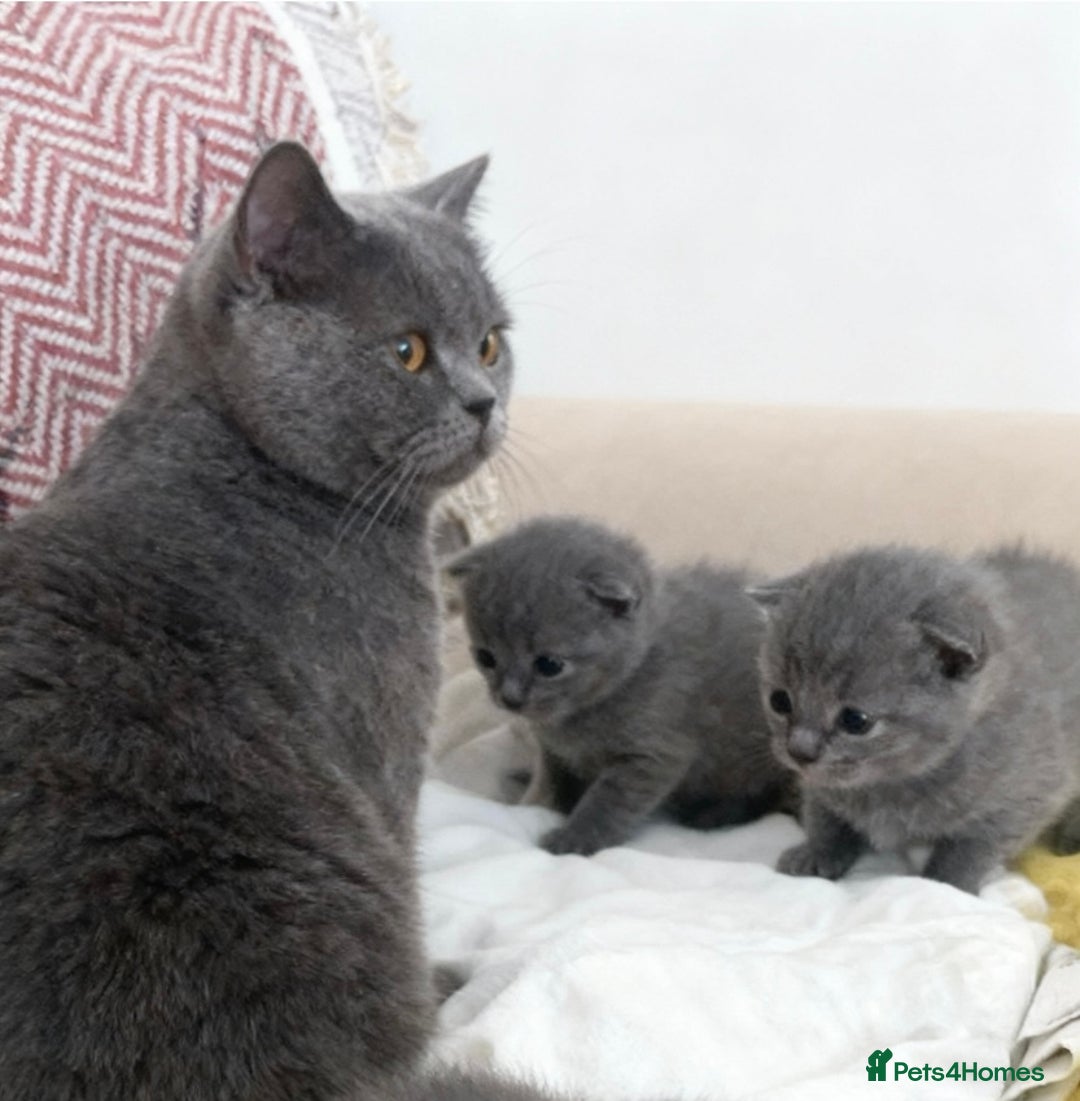 Russian Blue cats for sale: British Shorthair X Russian Blue Kittens🐾🩵 - Image 4