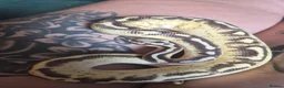 Python Snake reptiles for sale: Pastel Cypress Freeway (yellowbelly and asphalt)  - Advert 2