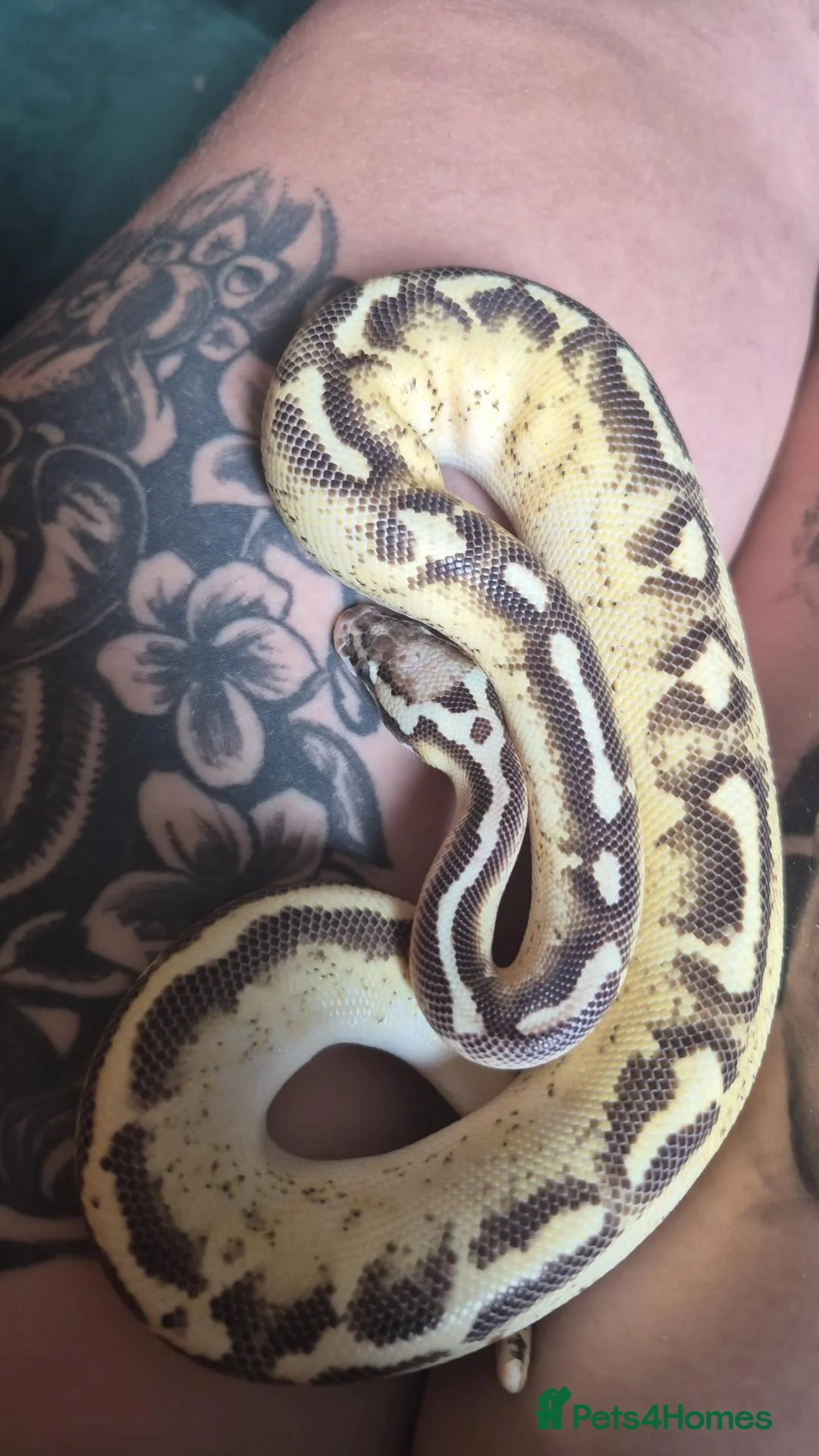 Python Snake reptiles for sale: Pastel Cypress Freeway (yellowbelly and asphalt)  - Advert 2