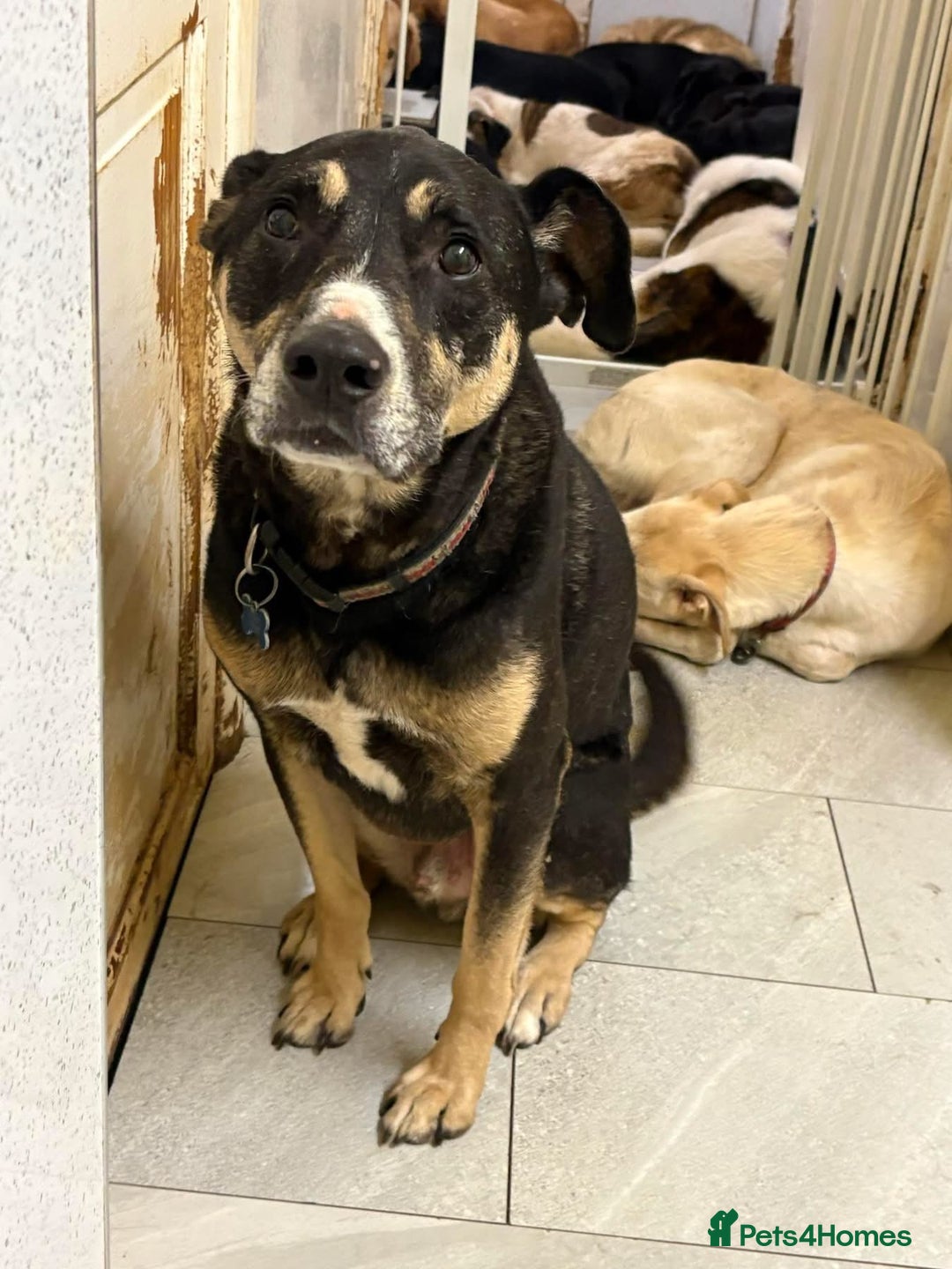 Mixed Breed dogs for adoption: Ralph - Norwich Norfolk  - Advert 9