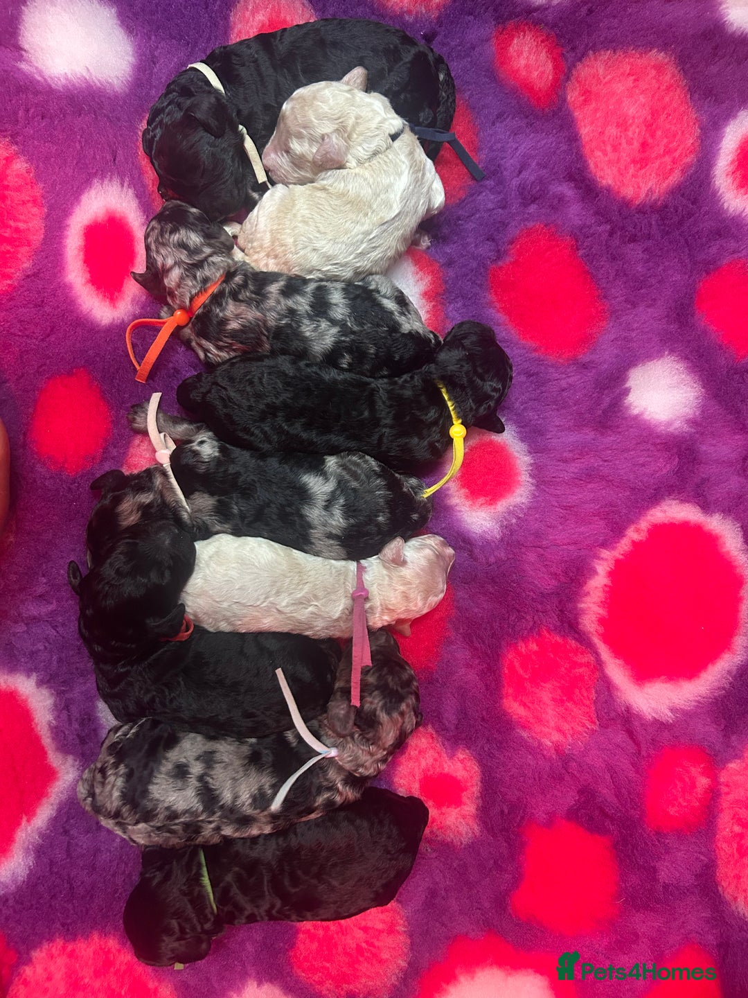 Miniature Poodle dogs for sale: Miniature Merle poodle puppies 🌈🐶❤️ - Advert 1