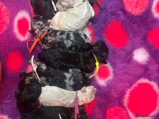 Miniature Poodle dogs Miniature Merle poodle puppies 🌈🐶❤️ - Advert 1