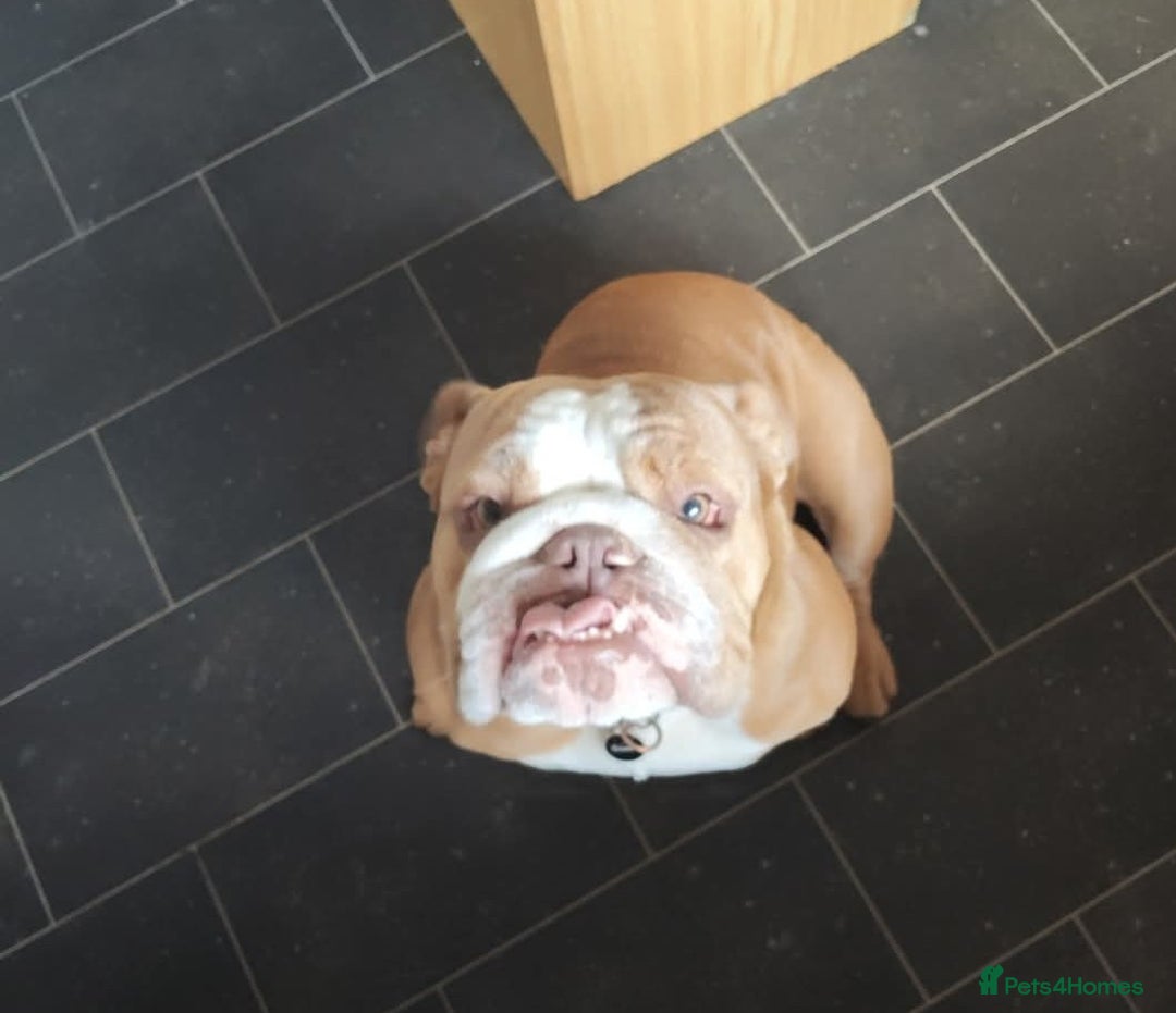 English Bulldog dogs for sale: British Bulldog  - Image 2