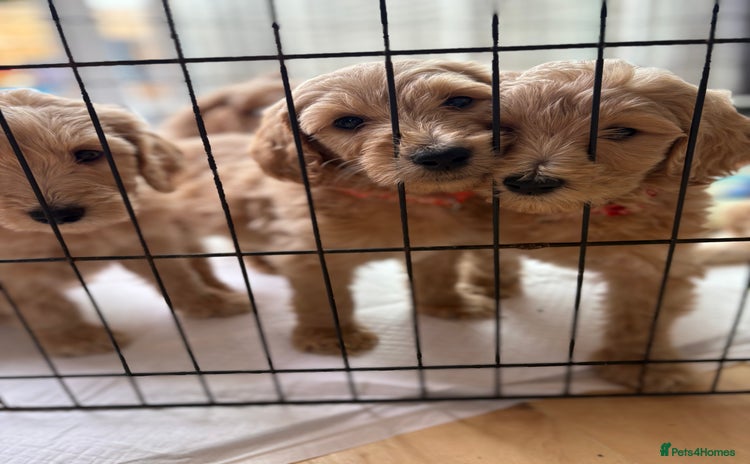 Goldendoodle dogs - Advert 1