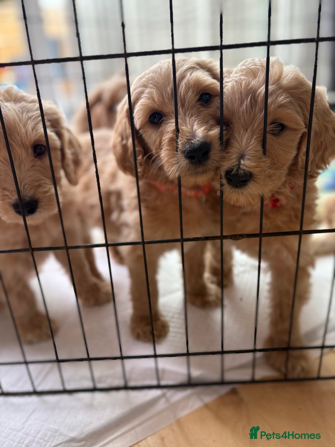 Goldendoodle dogs for sale: READY NOW! F1B golden doodles  - Image 1