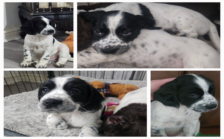 Cocker Spaniel dogs - Advert 16