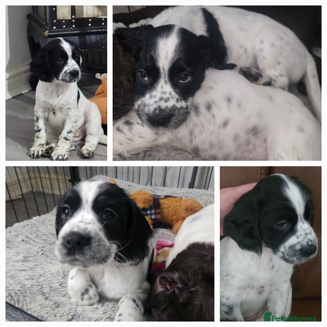 Cocker Spaniel dogs - Advert 16