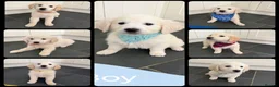 Golden Retriever dogs for sale: KC Registered Golden Retriever puppies  - Advert 1