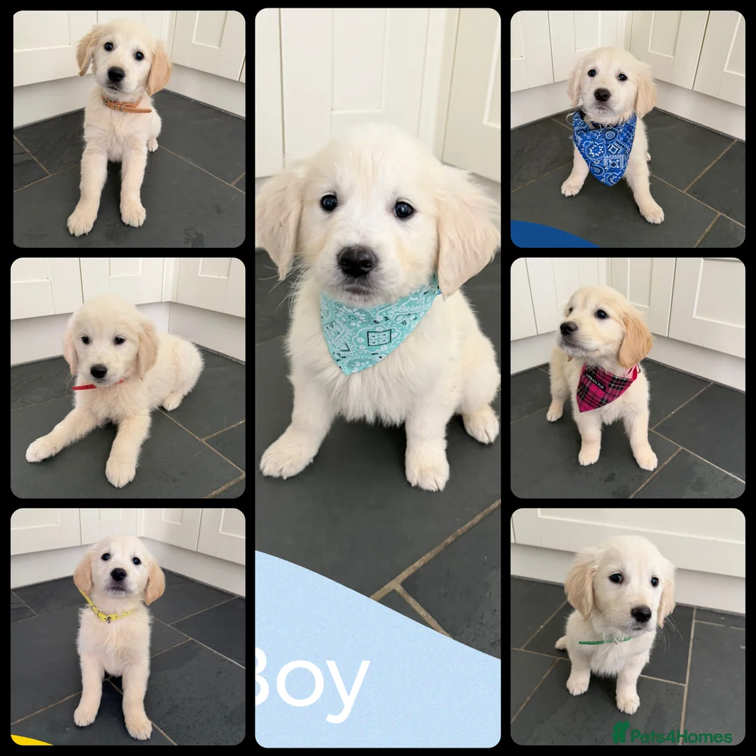 Golden Retriever dogs for sale: KC Registered Golden Retriever puppies  - Advert 1