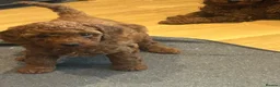 Miniature Poodle dogs for sale: Beautiful red miniature poodles  - Advert 9