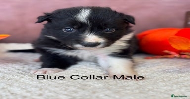 Border Collie dogs - Advert 5