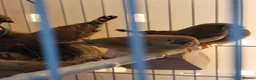 Finches birds for sale: Zebra finches  - Advert 5