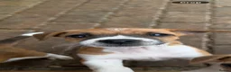 Jack Russell dogs for sale: Jack Russell puppies for sale - Advert 5