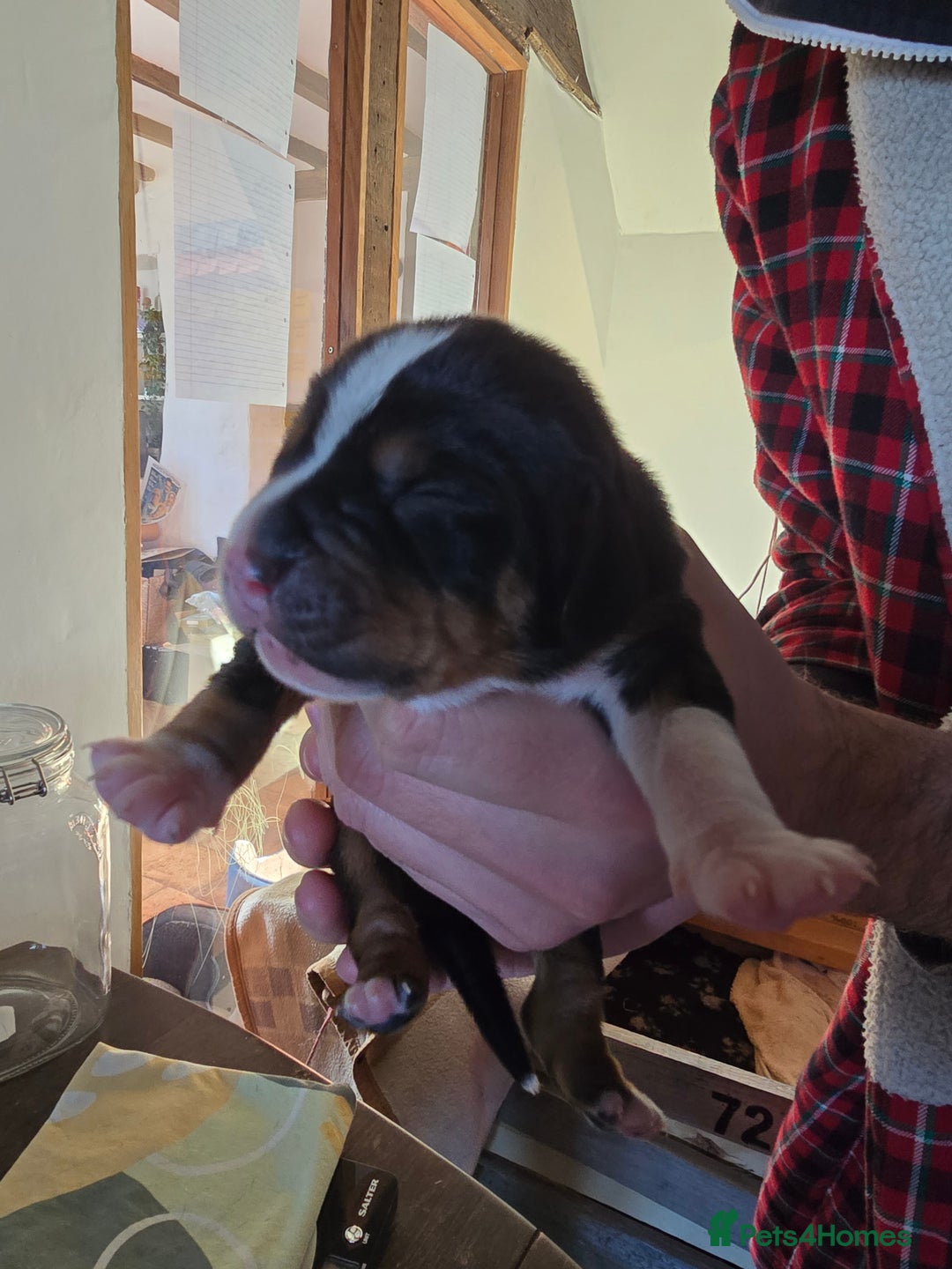 Mixed Breed dogs for sale: Sprocker puppies ready 10th Jan - Advert 19