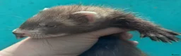 Ferret rodents for sale: Gorgeous jill 9 weeks old  - Advert 3