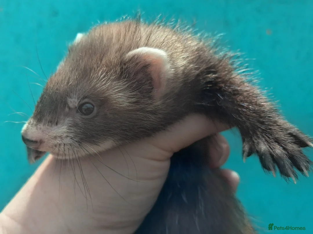 Ferret rodents for sale: Gorgeous jill 9 weeks old  - Advert 3