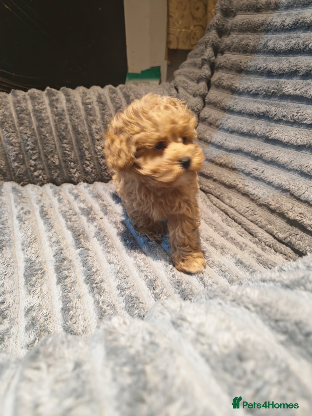 Maltipoo dogs for sale: Toy Maltipoo Ready to go - Image 10
