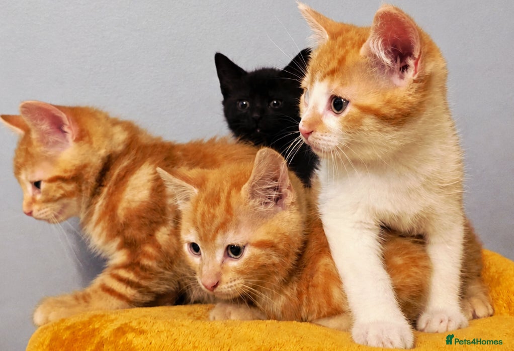 Mixed Breed cats Only1kitten left raised with dogs and children - Advert 9