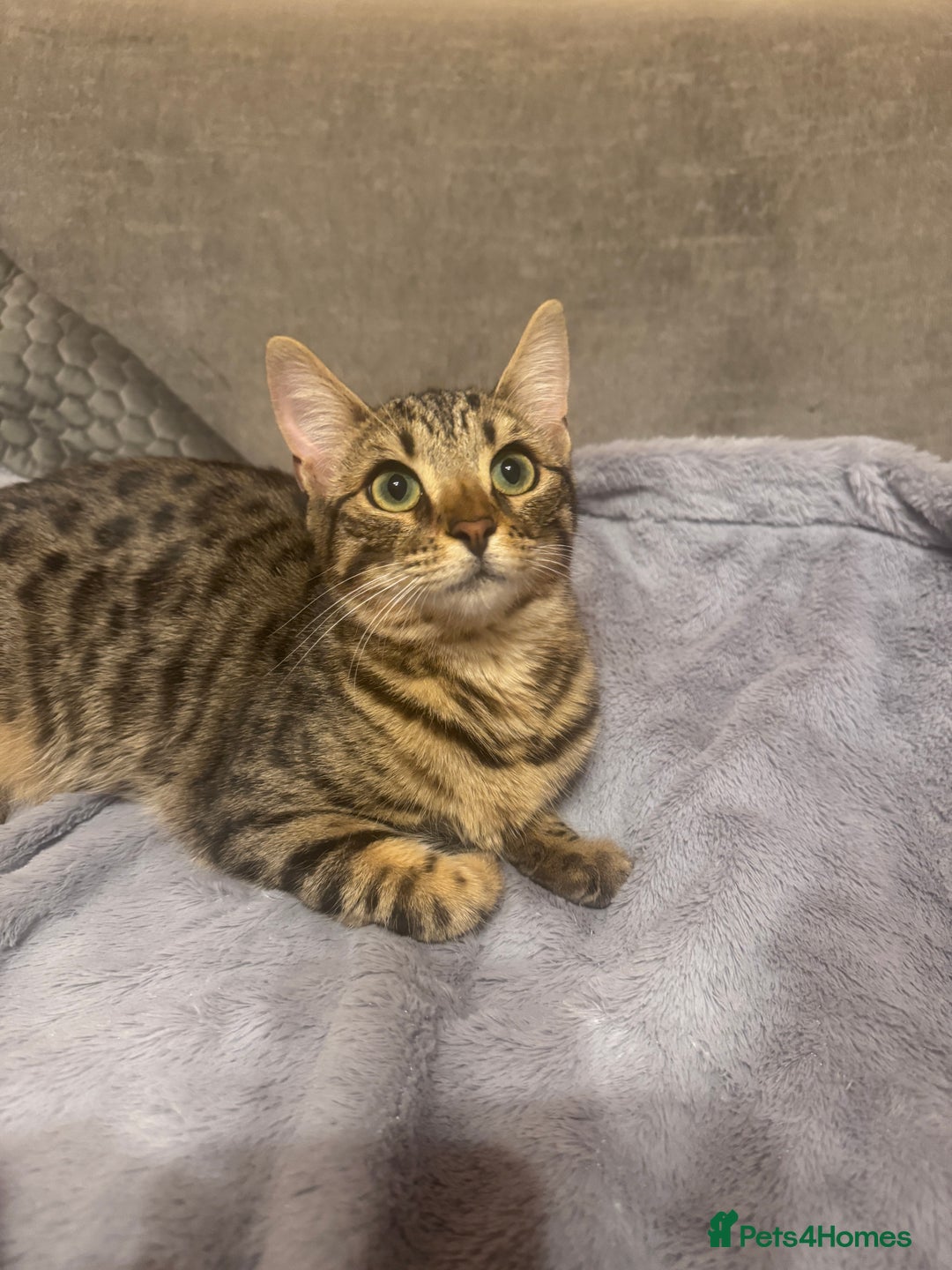 Bengal cats for sale: Bengal cat for sale - Advert 6