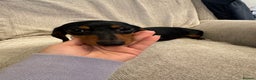 Miniature Dachshund dogs for sale: Miniature dachshunds  - Advert 9
