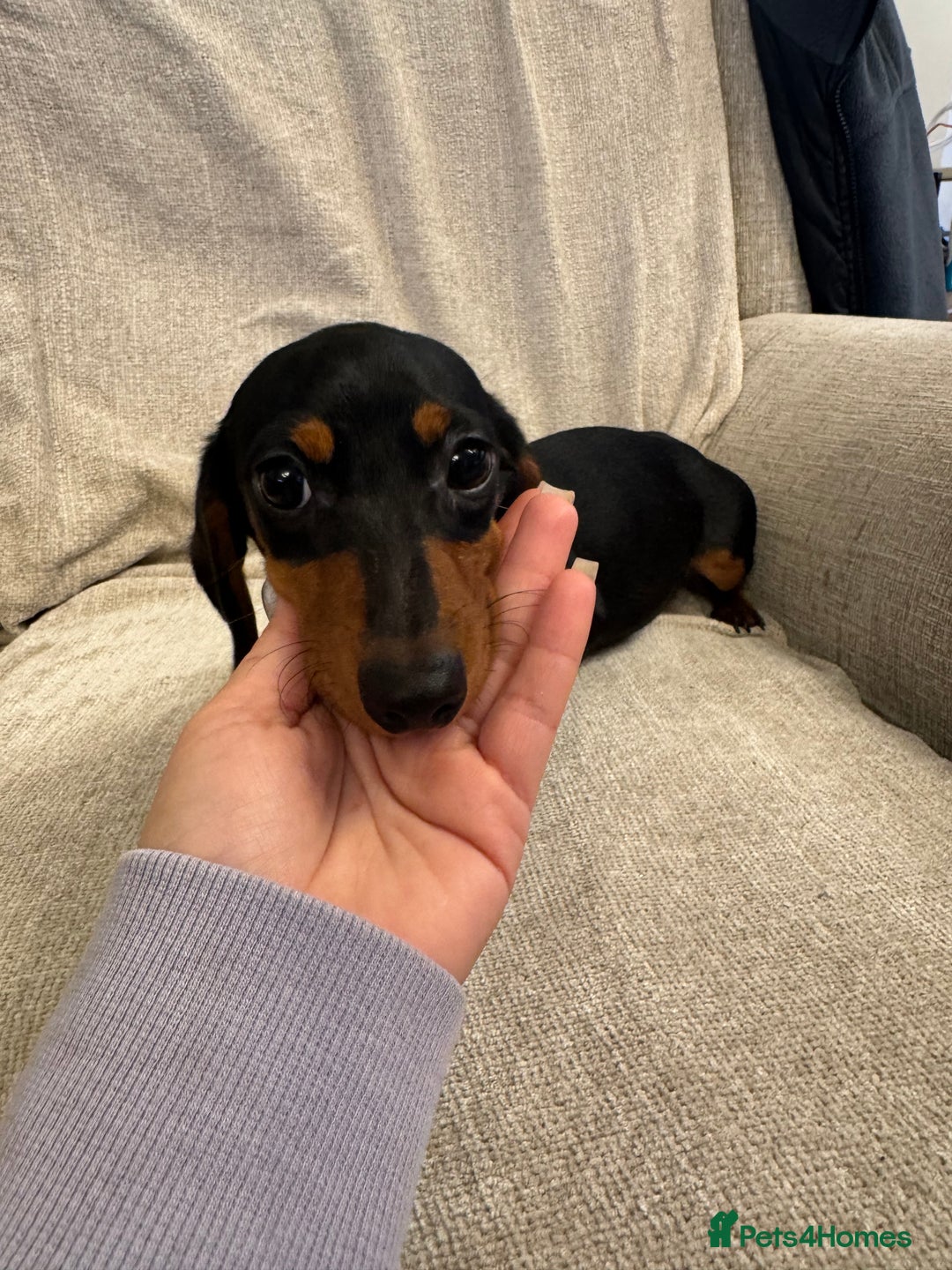 Miniature Dachshund dogs for sale: Miniature dachshunds  - Advert 9