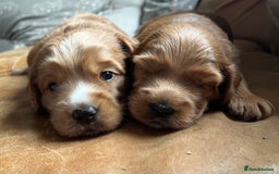 Australian Labradoodle dogs for sale: A very rare opportunity,Australian Cobberdog  - Image 5
