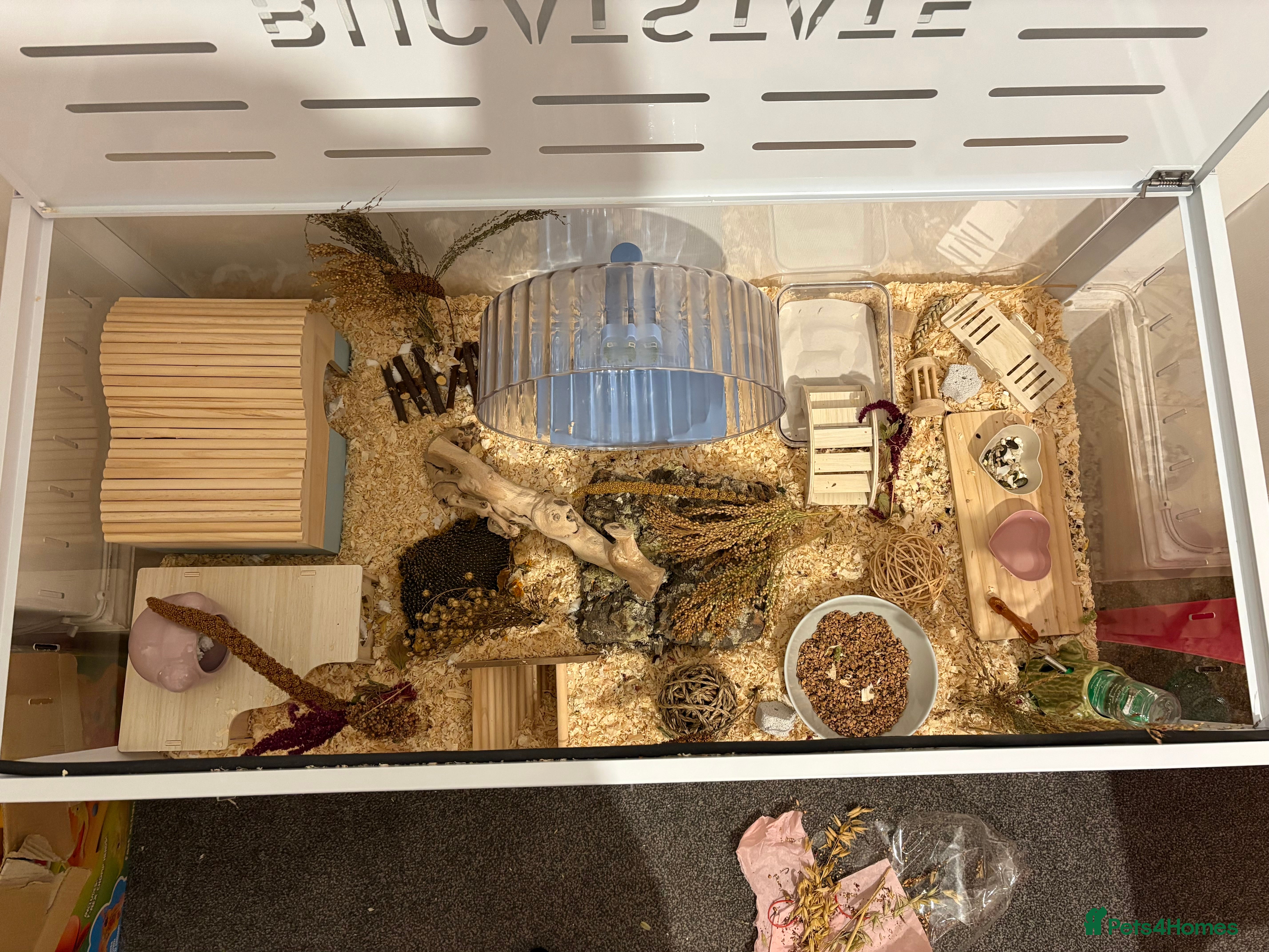 Hamster rodents Male Syrian hamster - Advert 3