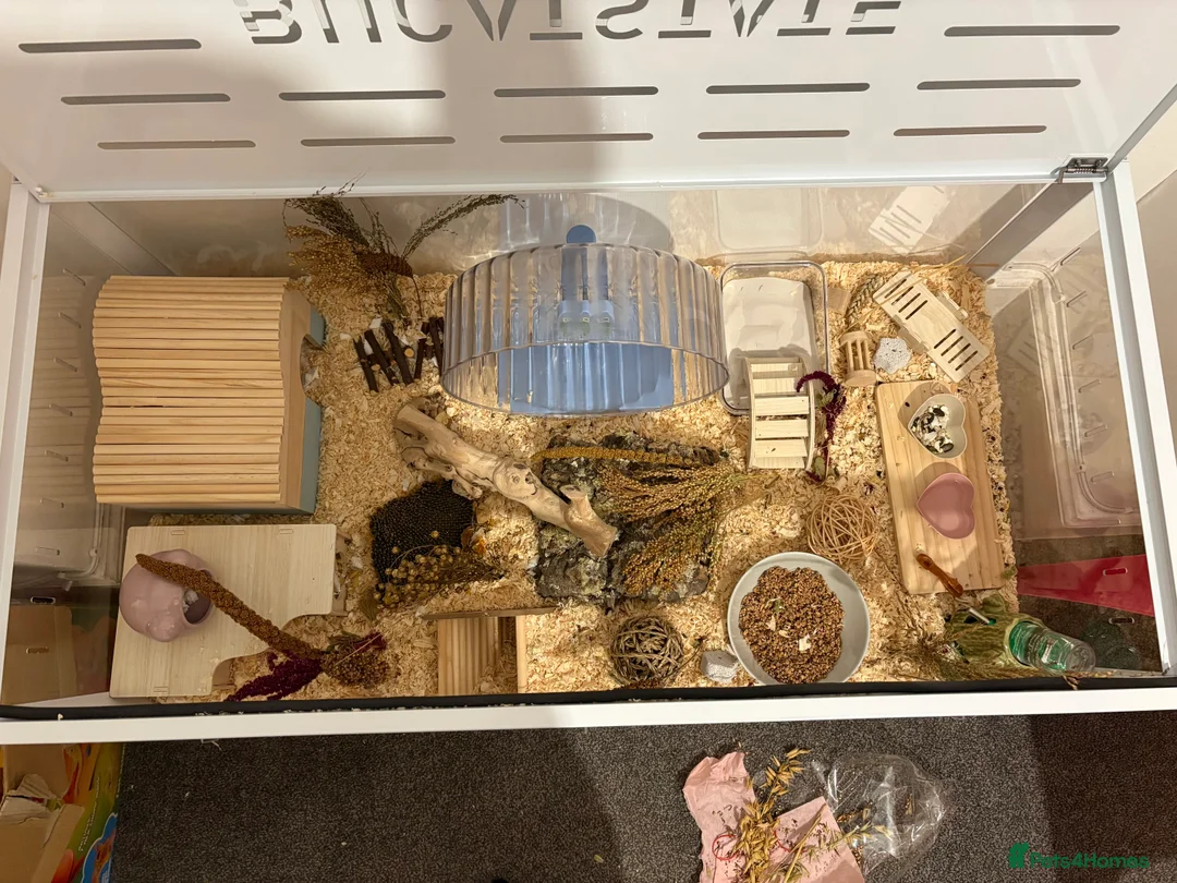 Hamster rodents for sale: Male Syrian hamster - Advert 1