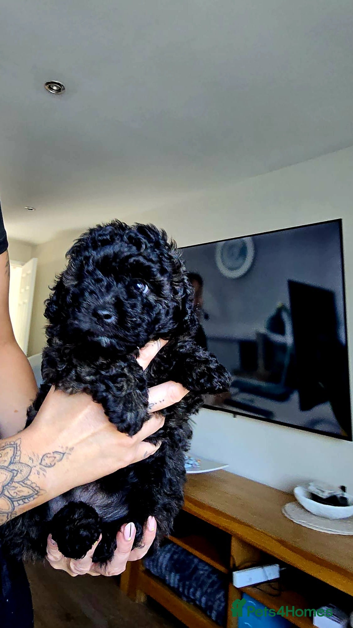 Pomapoo dogs Pomapoo x Toy Poodle 🐾 - Advert 3